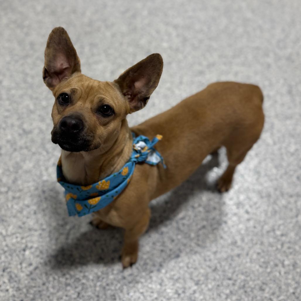 Enlarge Skunky, a Adoptable mixed breed in Newberg, OR image 2/6