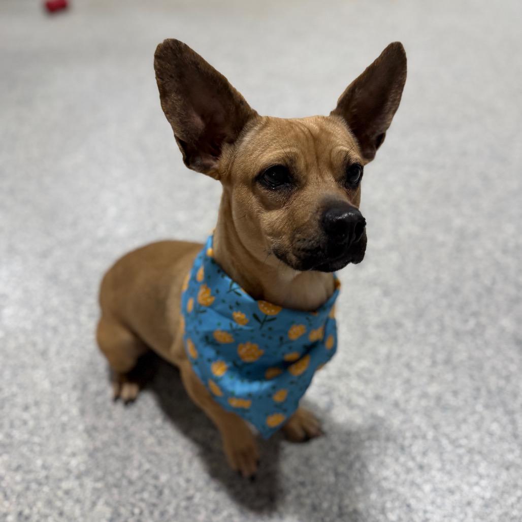 Enlarge Skunky, a Adoptable mixed breed in Newberg, OR image 3/6