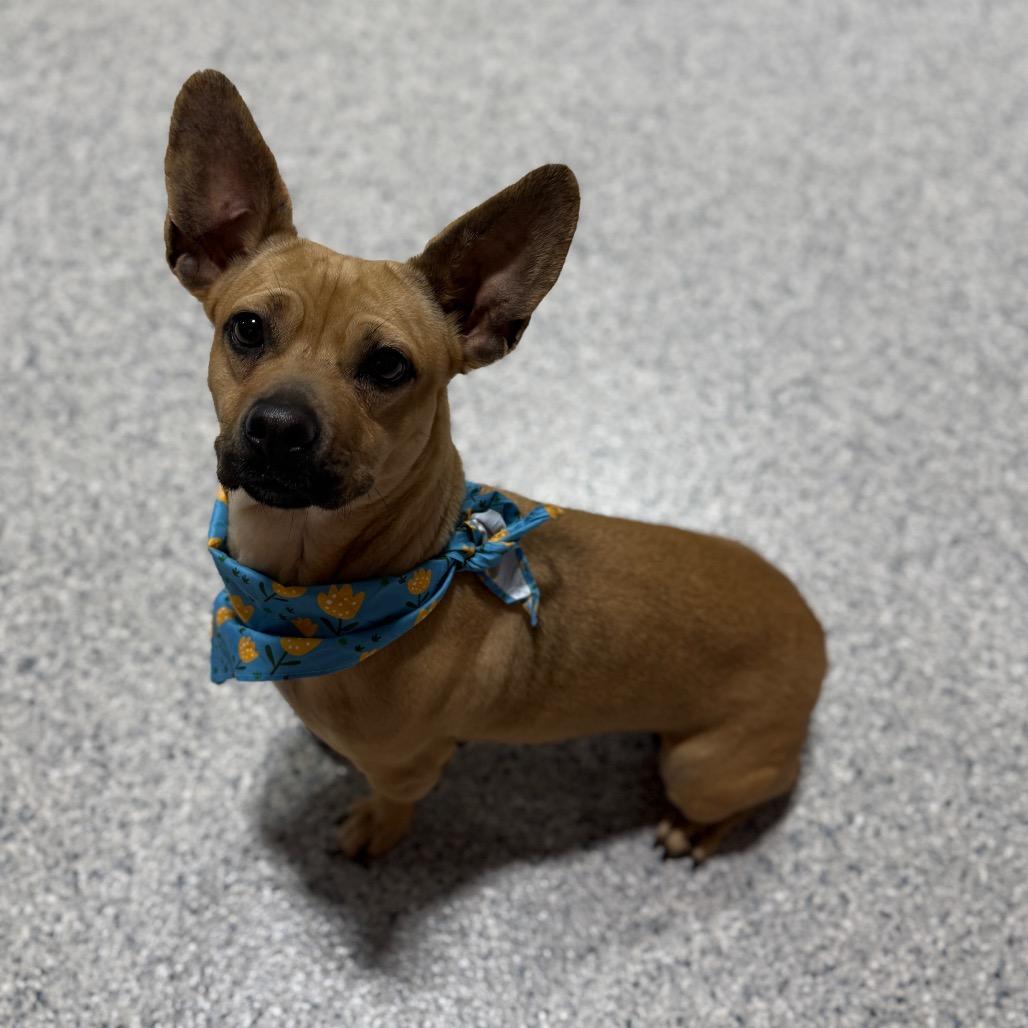 Enlarge Skunky, a Adoptable mixed breed in Newberg, OR image 4/6