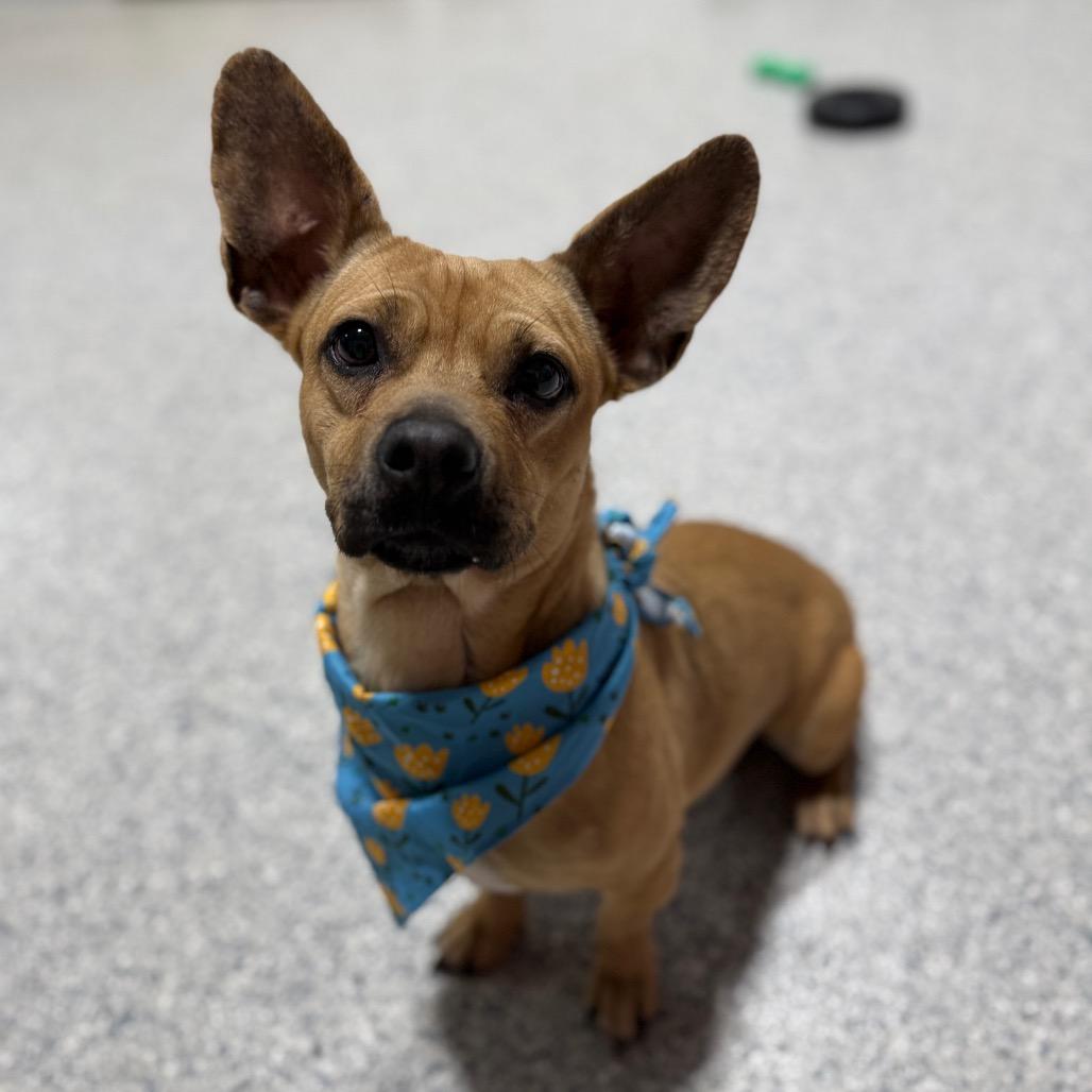Enlarge Skunky, a Adoptable mixed breed in Newberg, OR image 5/6