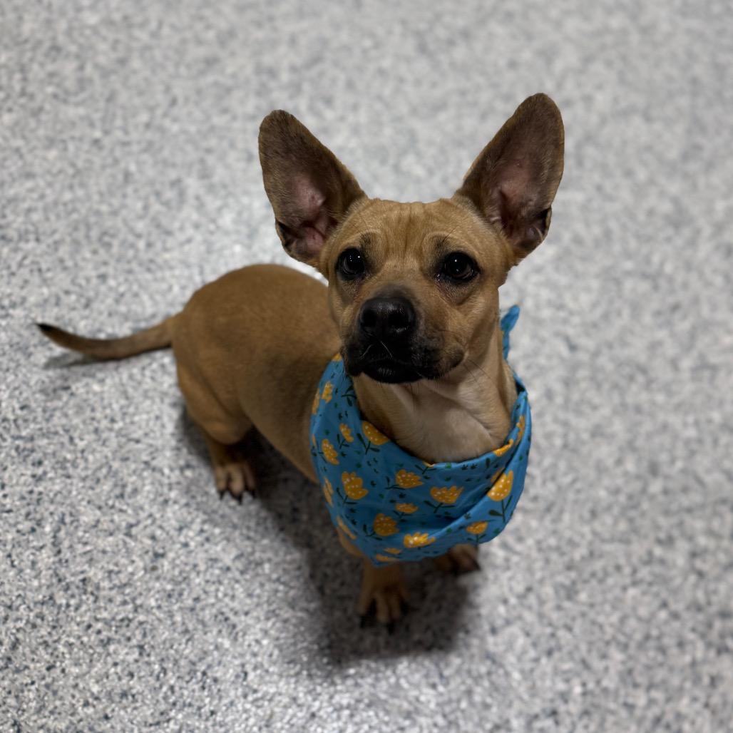 Enlarge Skunky, a Adoptable mixed breed in Newberg, OR image 6/6