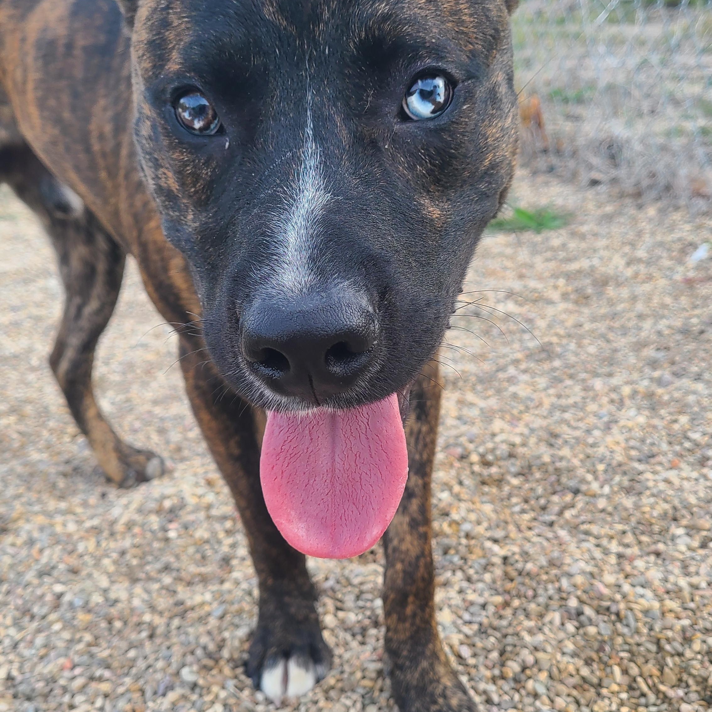 Hobbs, an adoptable Mountain Cur in Newcastle, WY, 82701 | Photo Image 2