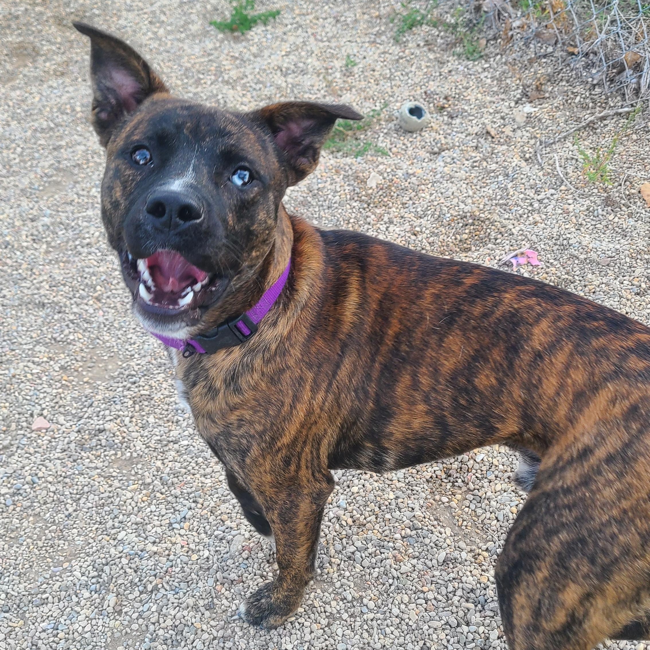 Hobbs, an adoptable Mountain Cur in Newcastle, WY, 82701 | Photo Image 3