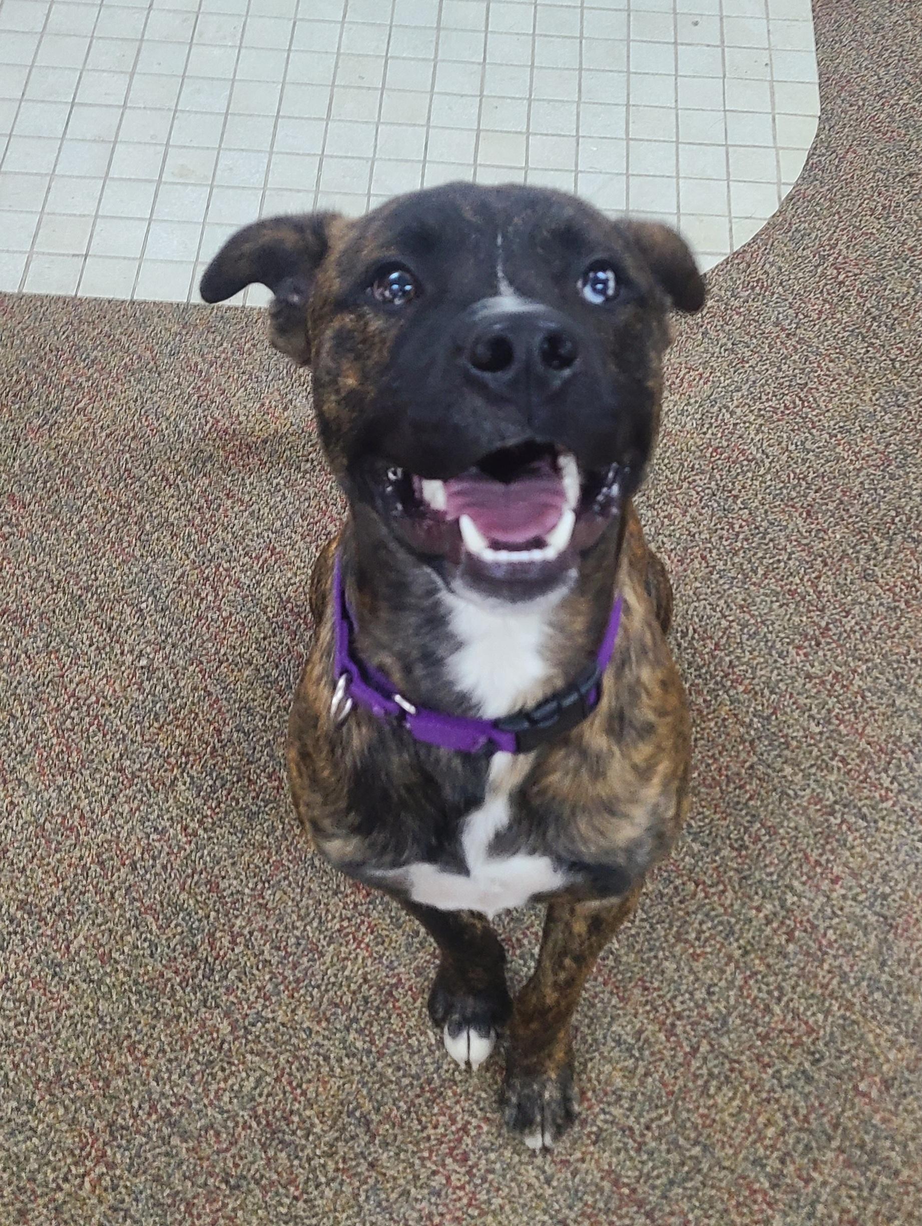 Hobbs, an adoptable Mountain Cur in Newcastle, WY, 82701 | Photo Image 1