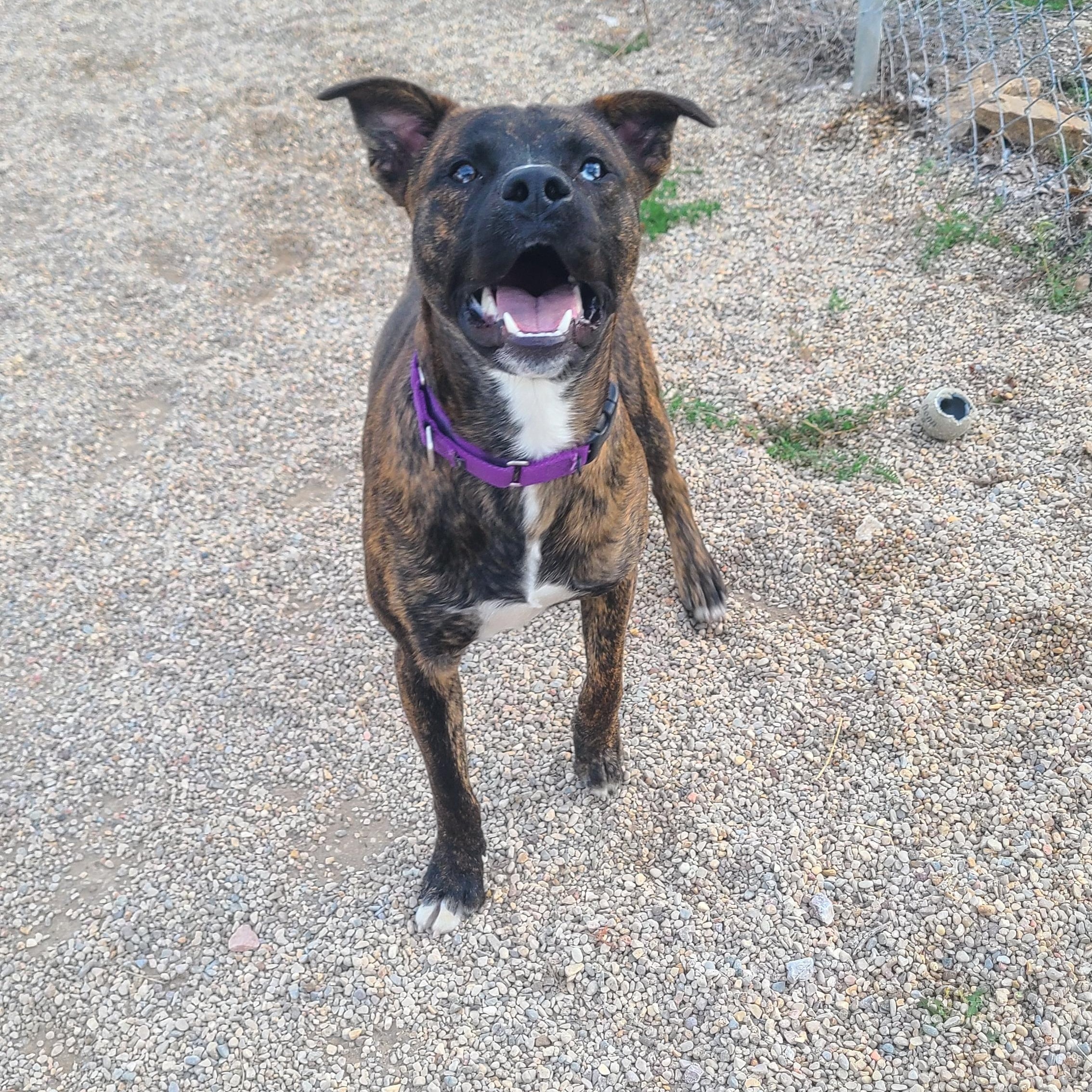 Hobbs, an adoptable Mountain Cur in Newcastle, WY, 82701 | Photo Image 4