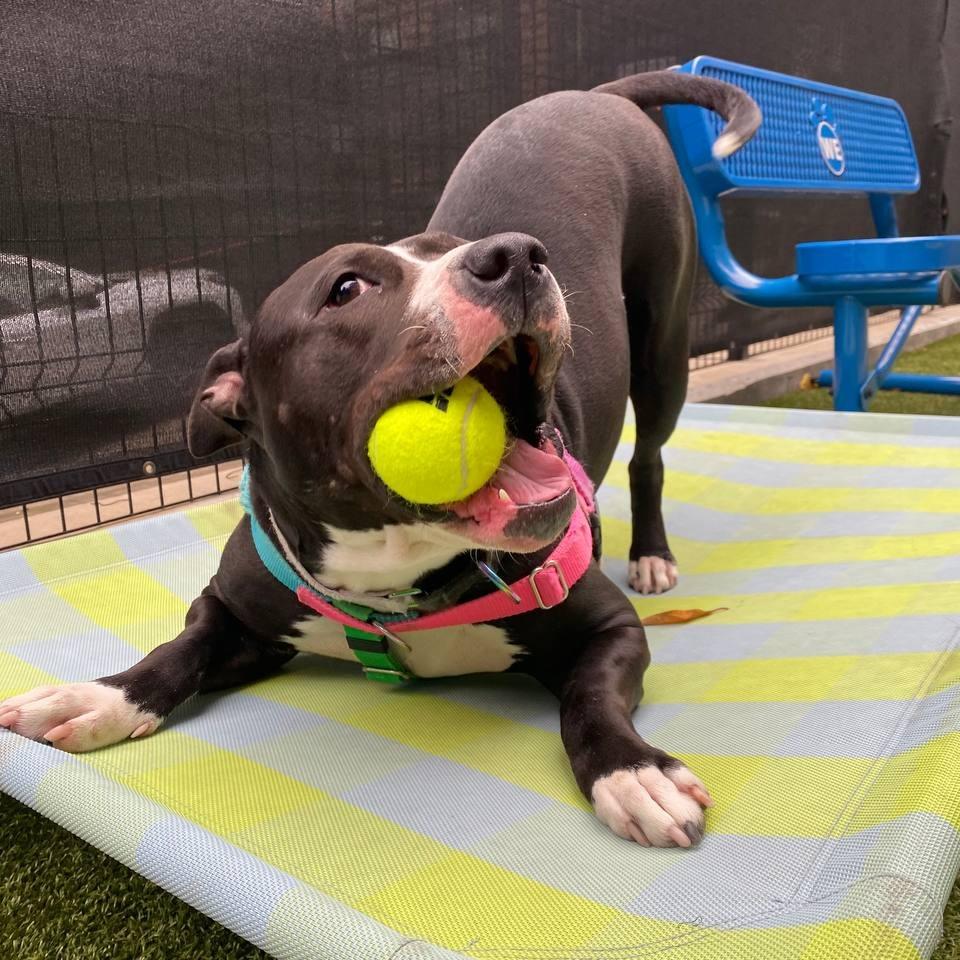 Hershey Kiss, Adoptable, Adult Female Mixed Breed.