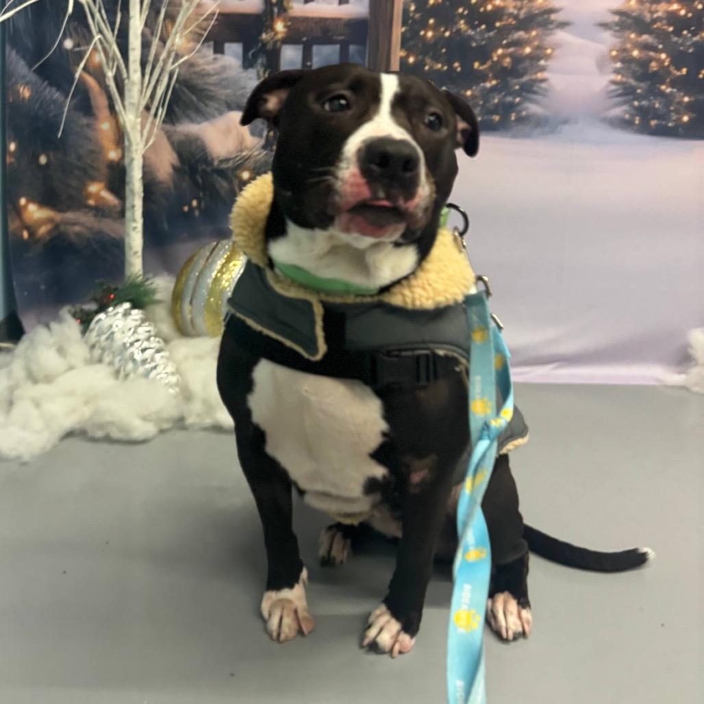 Enlarge Hershey Kiss, a Adoptable Mixed Breed in New York, NY image 3/6