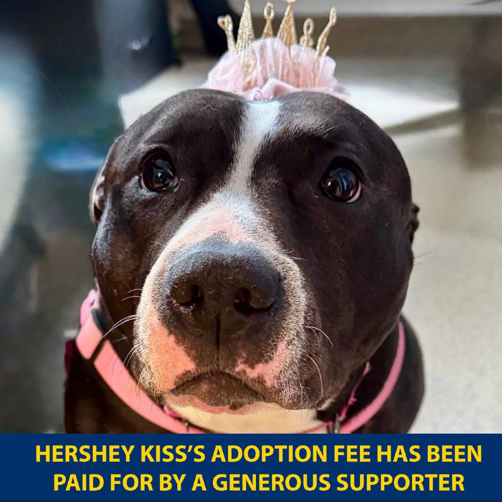 Enlarge Hershey Kiss, a Adoptable Mixed Breed in New York, NY image 5/6