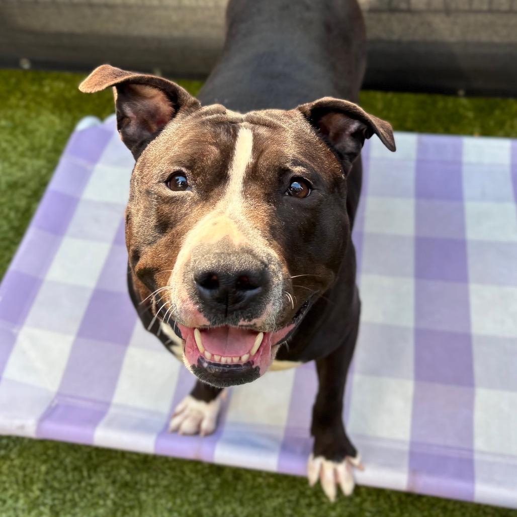 Enlarge Hershey Kiss, a Adoptable Mixed Breed in New York, NY image 5/6