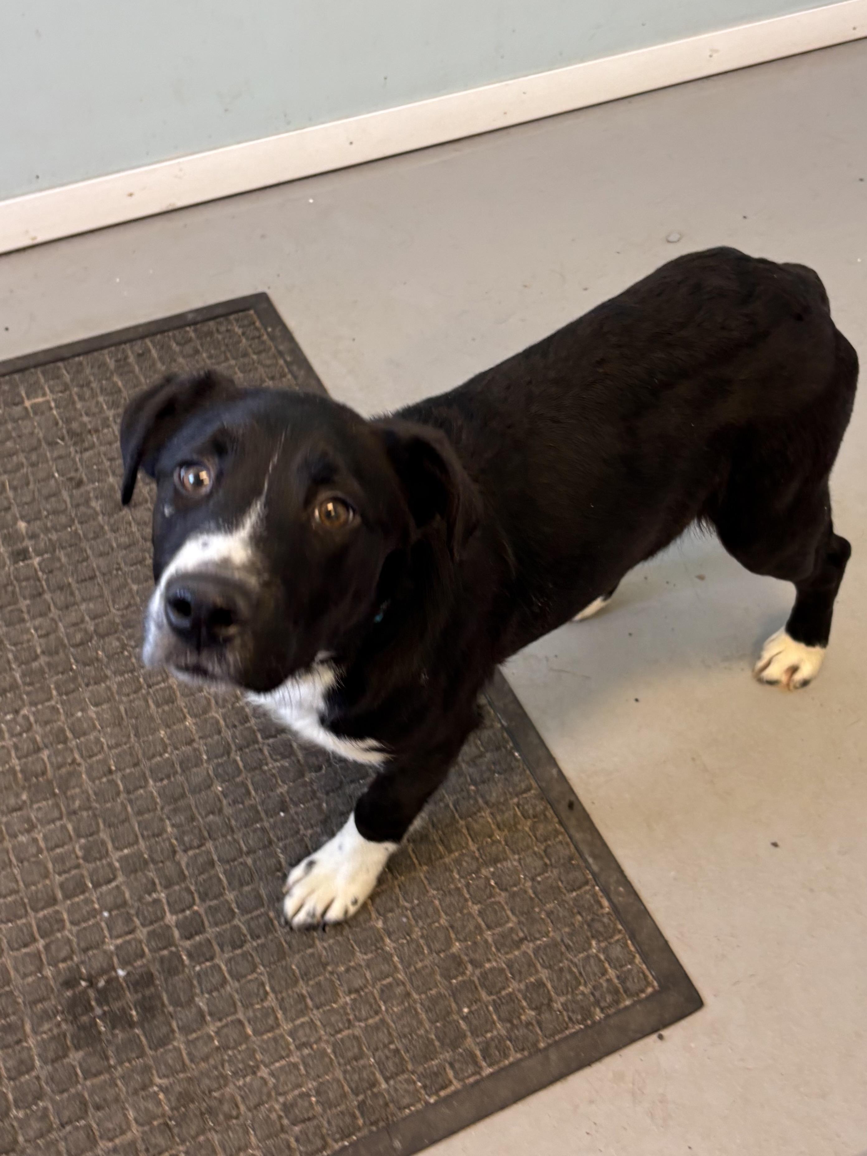Enlarge Buck, a ADOPTABLE Mixed Breed in Big Rapids, MI image 1/3