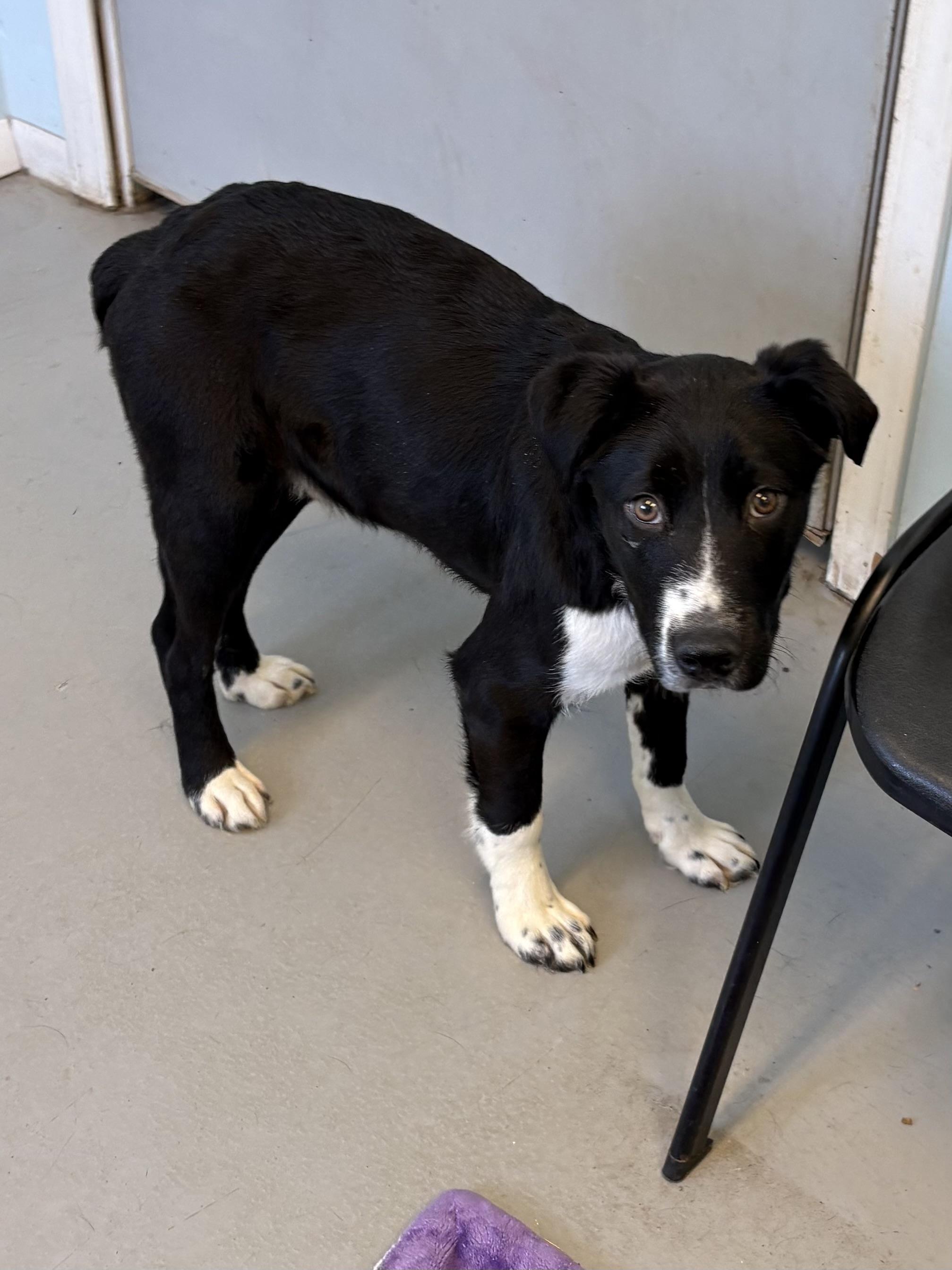 Enlarge Buck, a ADOPTABLE Mixed Breed in Big Rapids, MI image 3/3