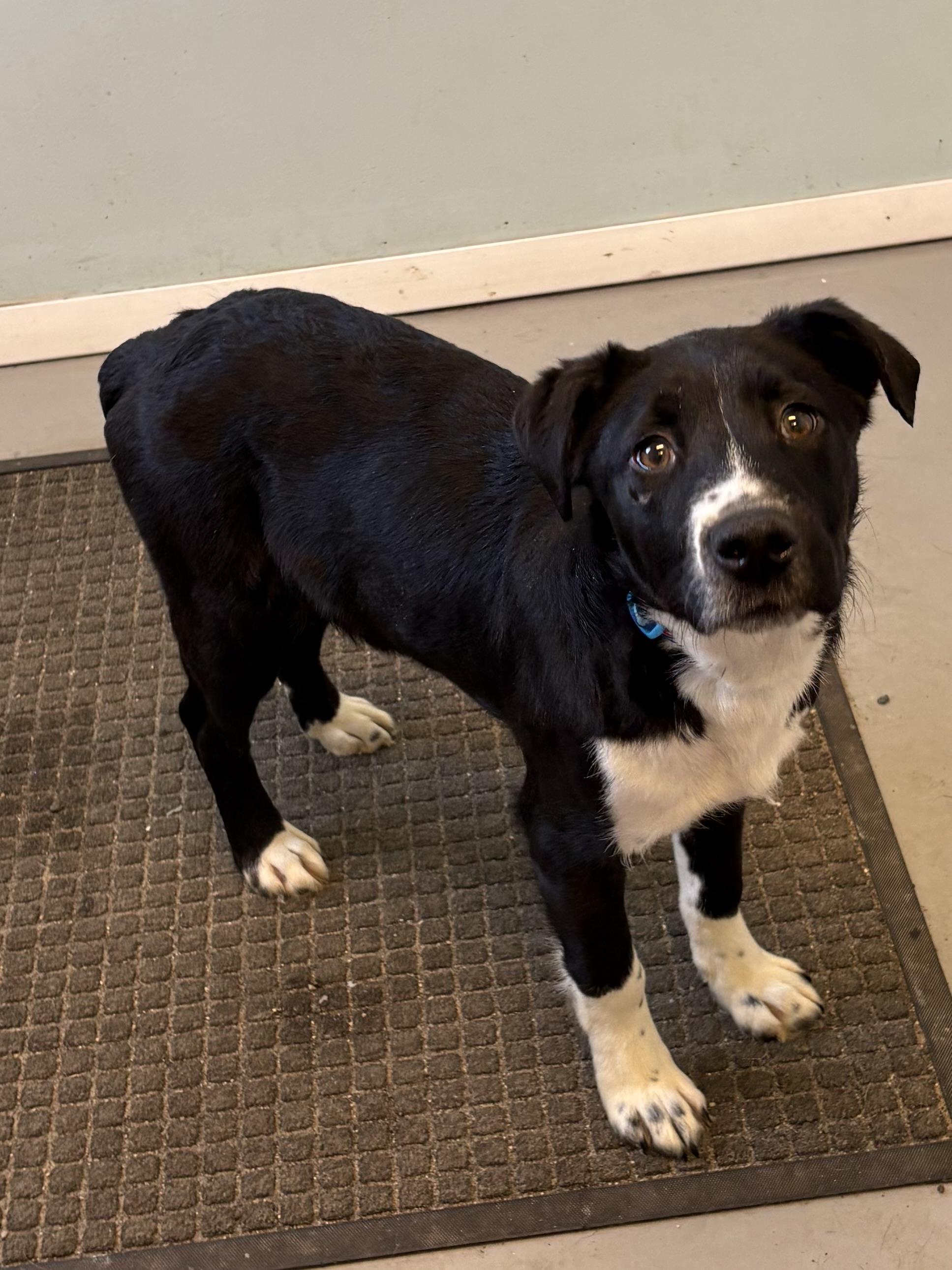 Enlarge Buck, a ADOPTABLE Mixed Breed in Big Rapids, MI image 2/3