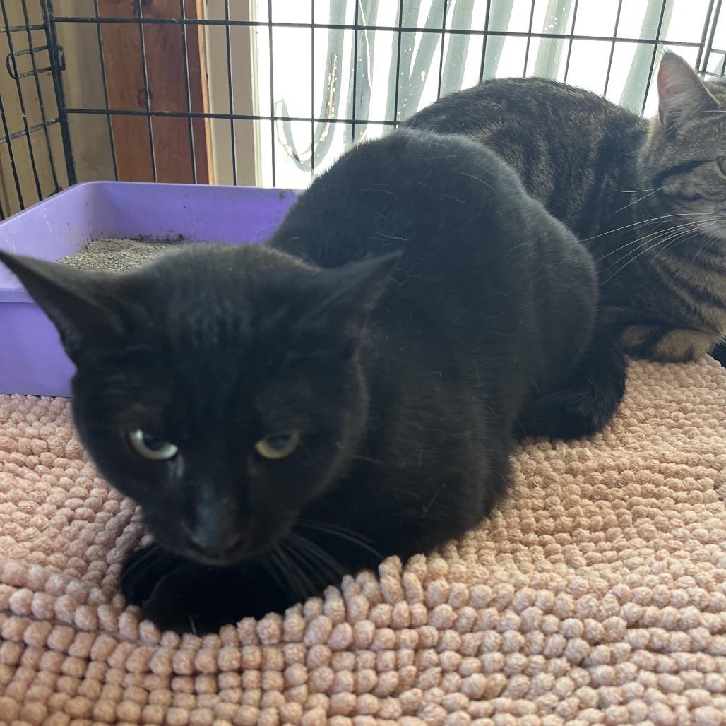 Enlarge Cinder/Raven, a Adoptable Domestic Short Hair in Pittsburg, KS image 1/1