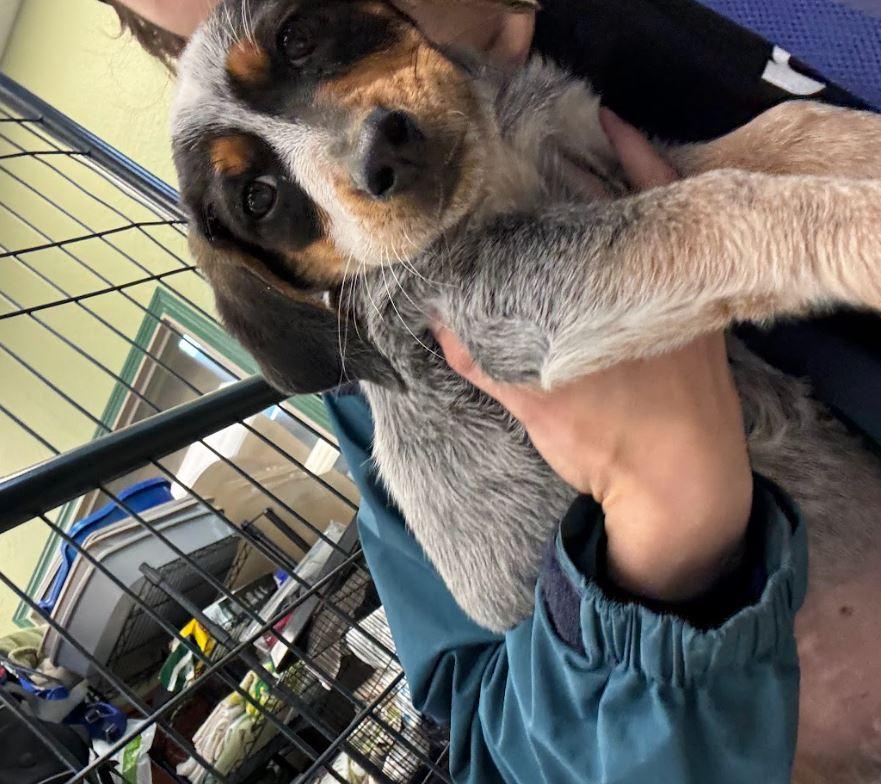 Mayberry, Adopted, Young Female Dachshund & Bluetick Coonhound.