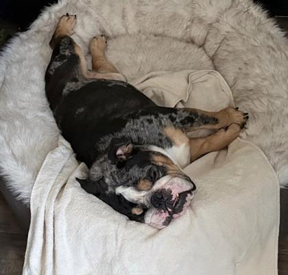 Blitz Ironhide thumbnail 3