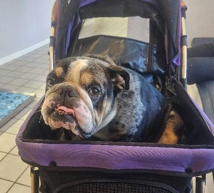 Blitz Ironhide thumbnail 2