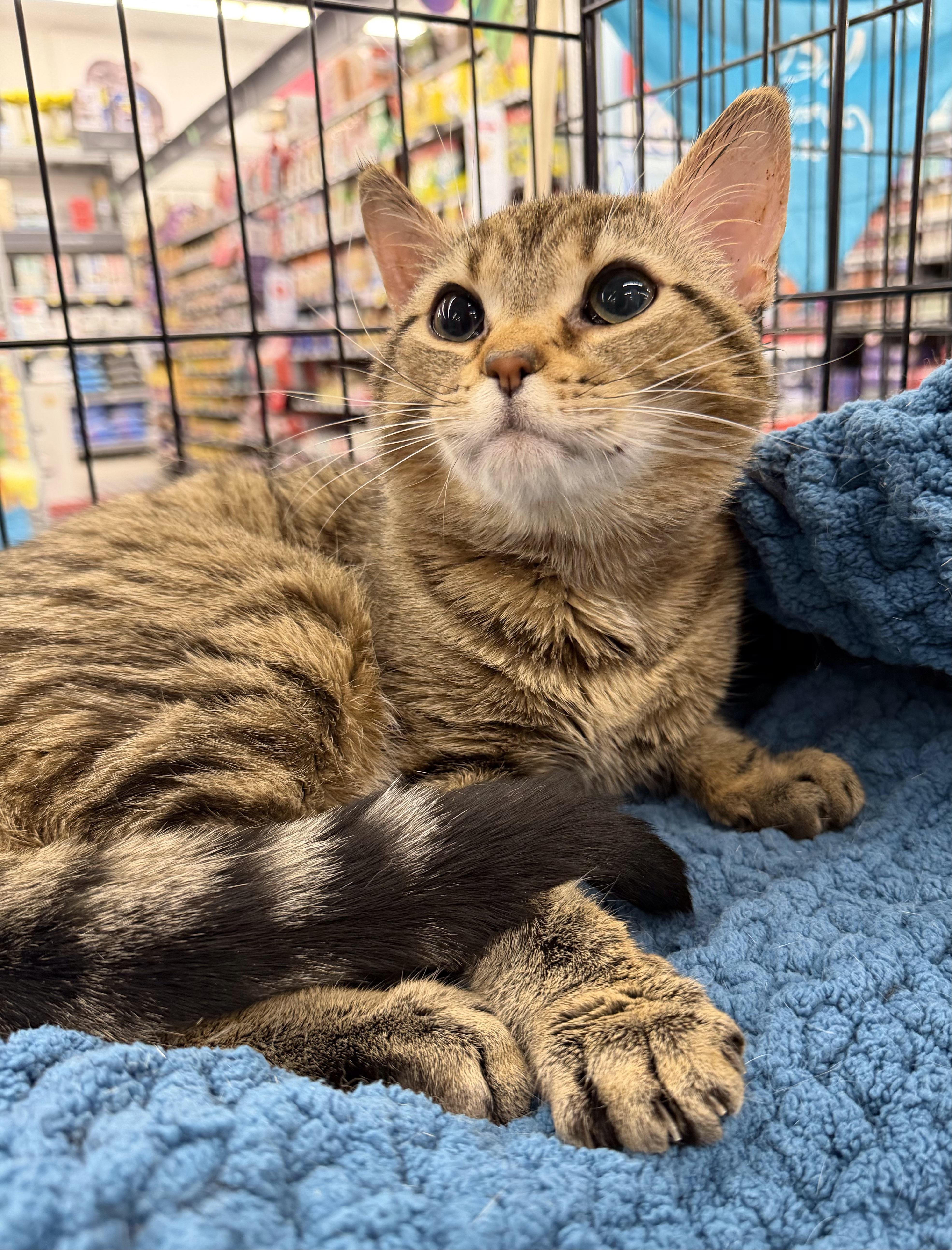 Tobias, adopted, Young Male Domestic Short Hair.