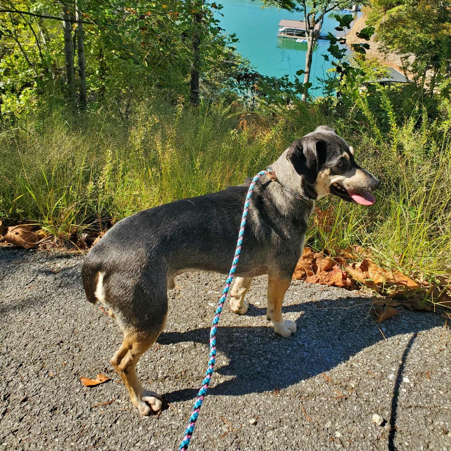 Dale - Paws Behind Bars Prison Trained , Adoptable, Adult Male Hound & Swedish Vallhund.