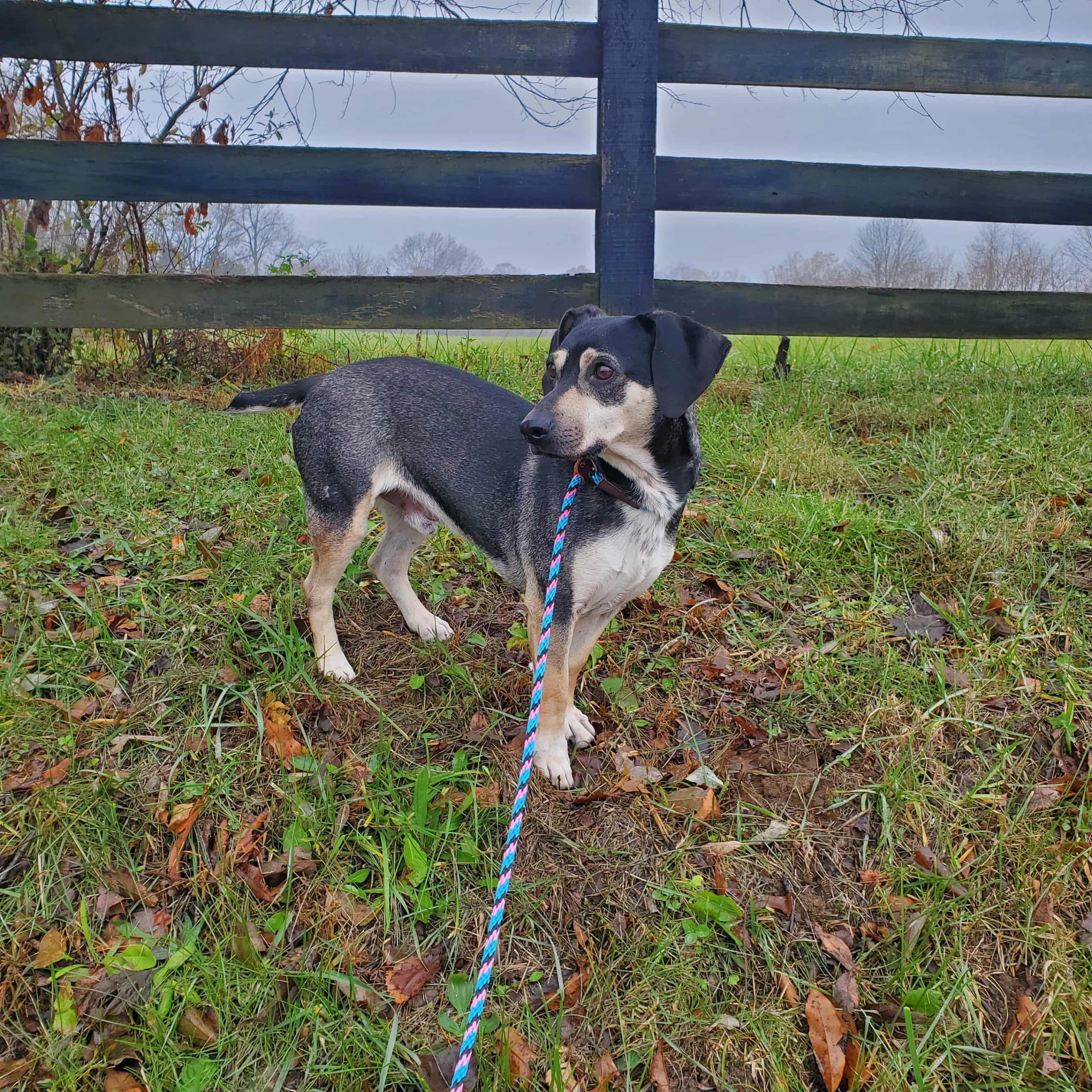 Dale - Paws Behind Bars Prison Trained , a Adoptable mixed breed in Goshen, KY image 3/4