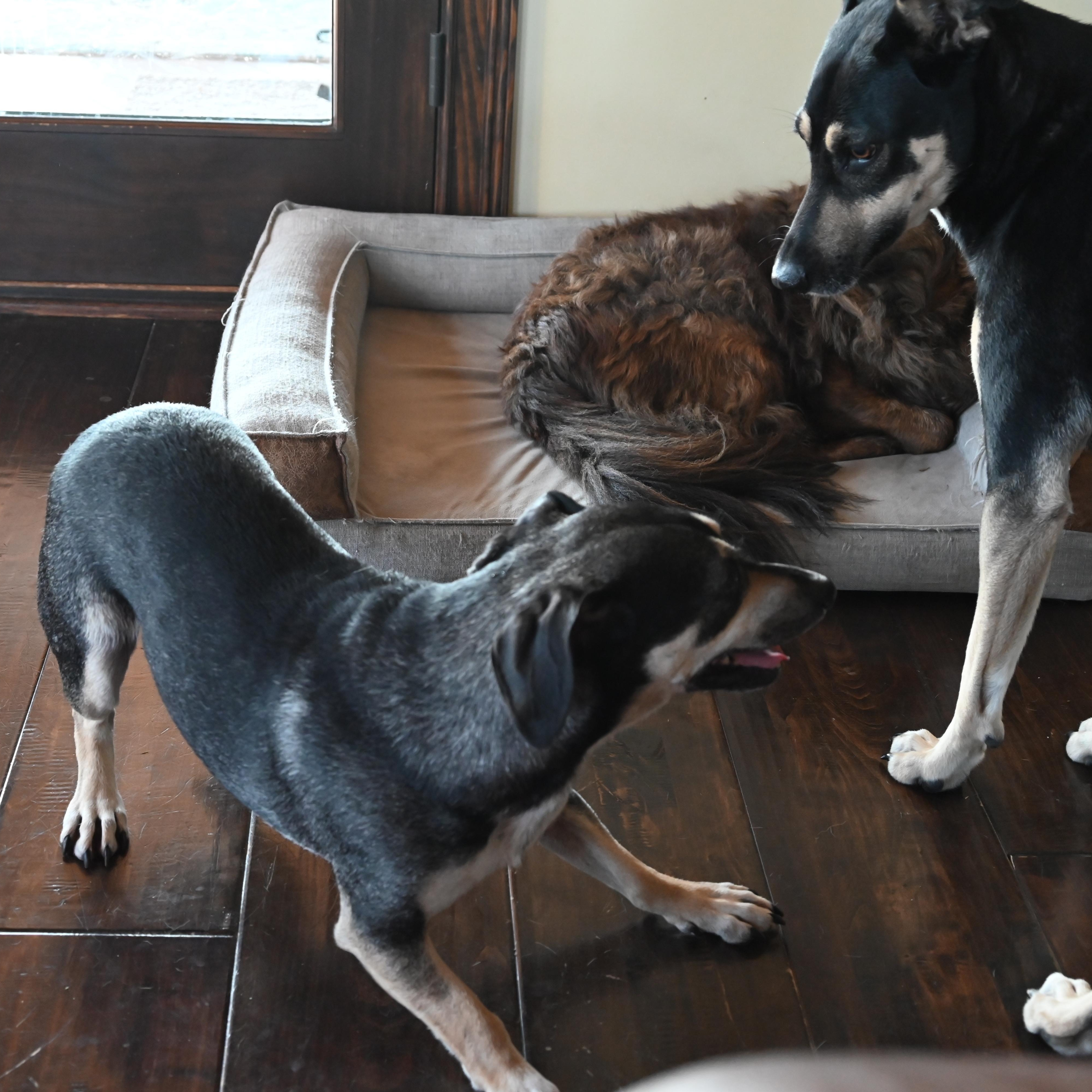 Dale - Paws Behind Bars Prison Trained , a Adoptable mixed breed in Goshen, KY image 4/4