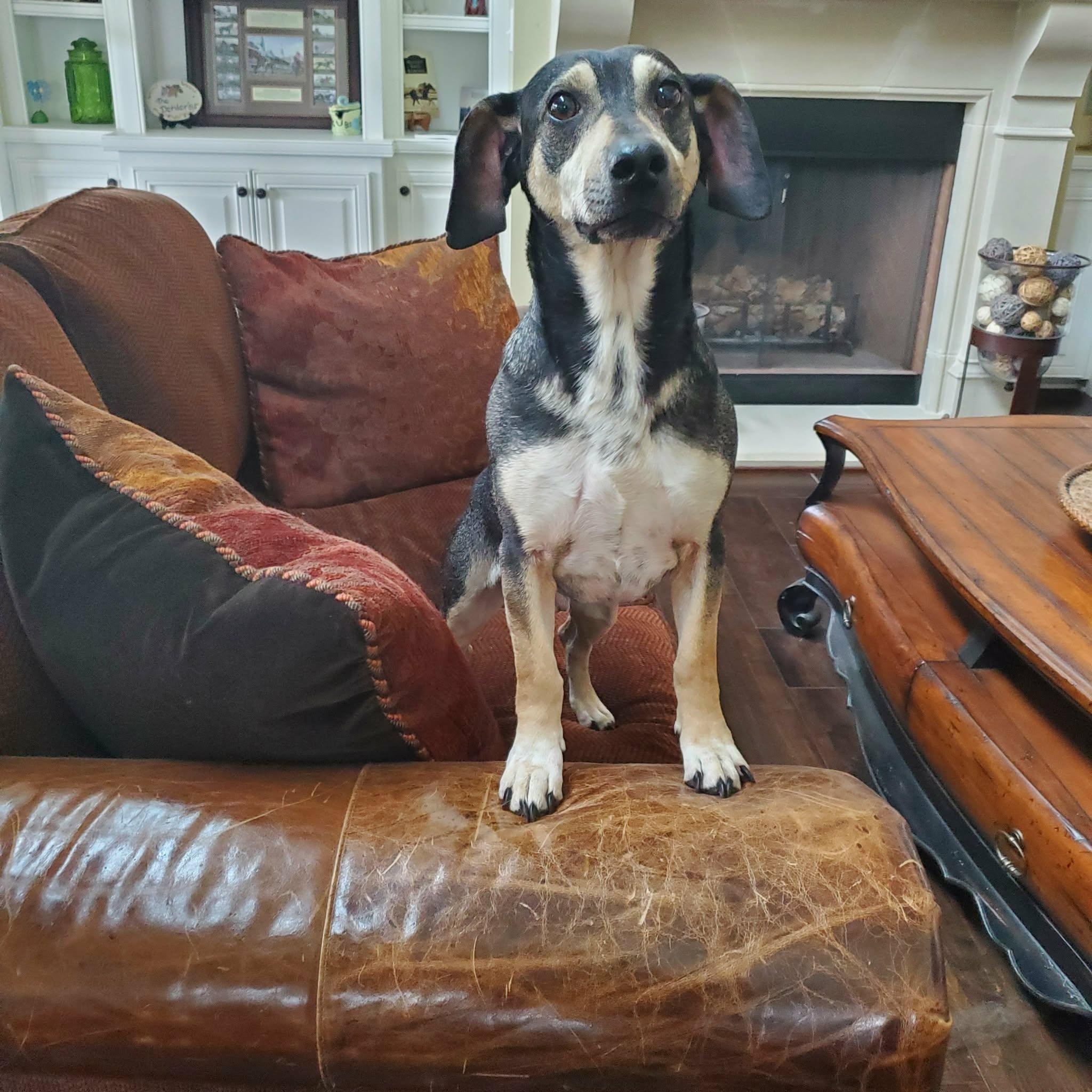 Dale - Paws Behind Bars Prison Trained , a Adoptable mixed breed in Goshen, KY image 2/4