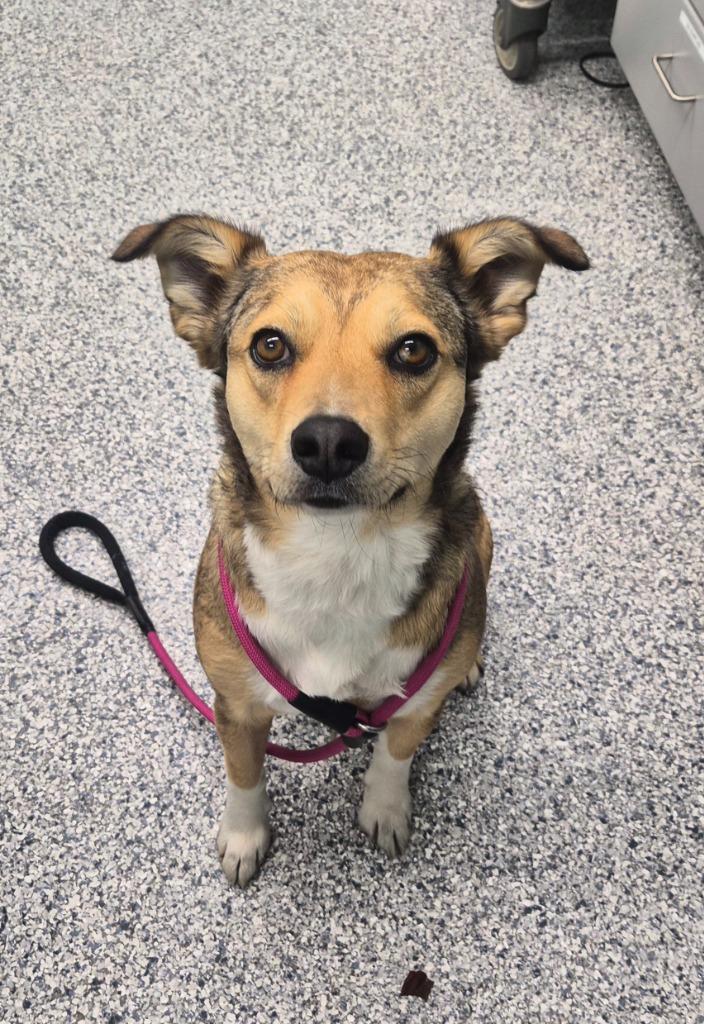 Nola, Adoptable, Young Female Terrier.