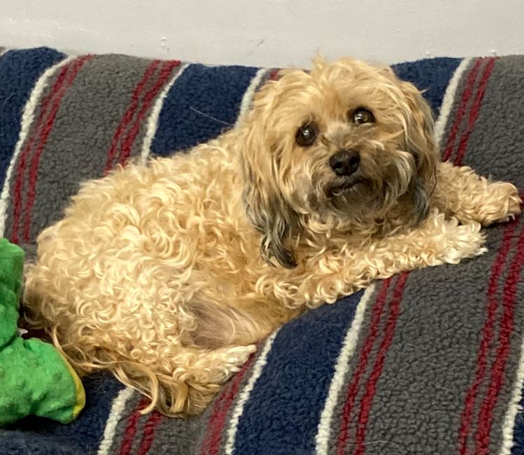 Enlarge Sasha - Perfect Companion, a Adopted Havanese in Lafayette , IN image 1/2