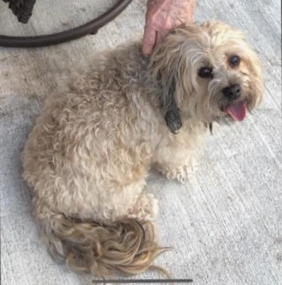 Enlarge Sasha - Perfect Companion, a Adopted Havanese in Lafayette , IN image 2/2