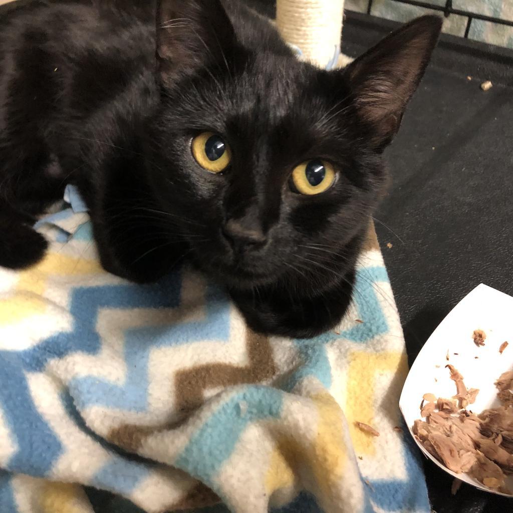 Enlarge Winnie, an adopted mixed breed in Sherwood, OR image 1/2