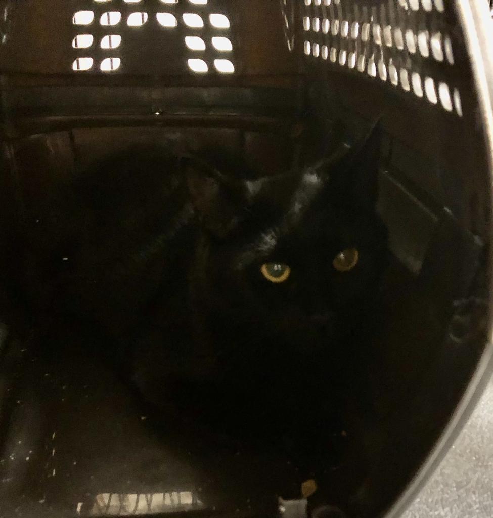 Enlarge Winnie, an adopted mixed breed in Sherwood, OR image 2/2