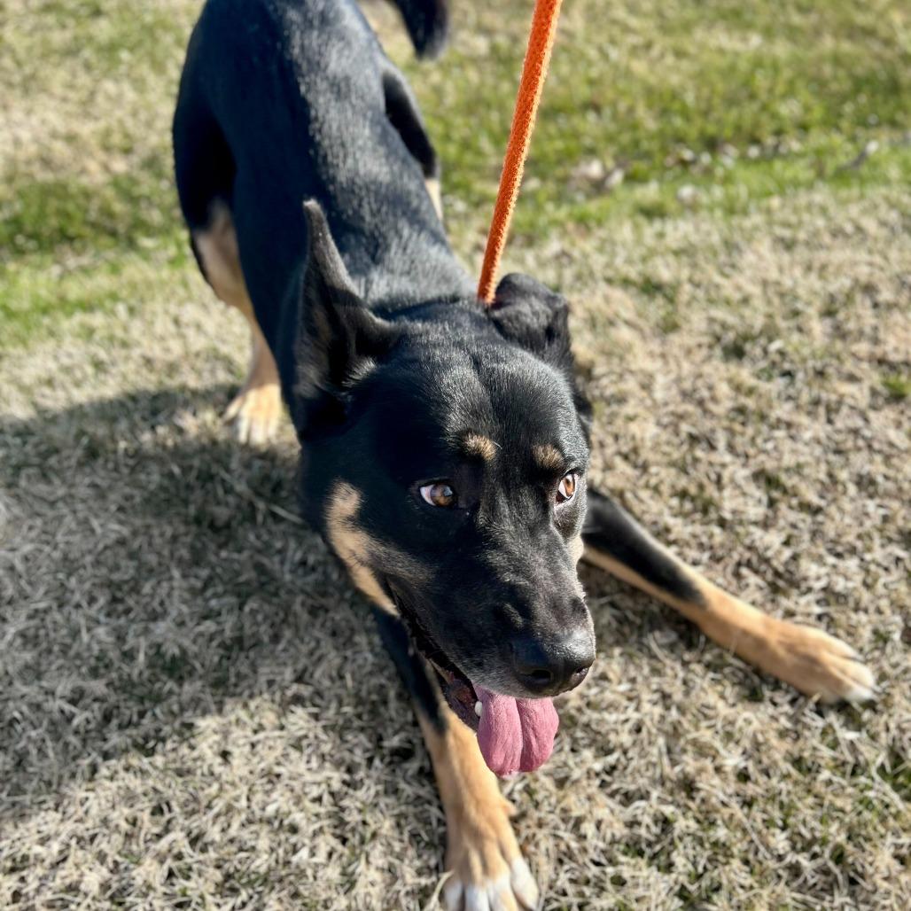 Enlarge Ewan, a Adoptable Shepherd in Grand Rapids, MI image 1/3