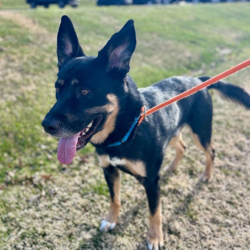 Enlarge Ewan, a Adoptable Shepherd in Grand Rapids, MI image 2/3