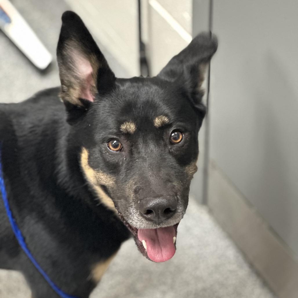 Enlarge Ewan, a Adoptable Shepherd in Grand Rapids, MI image 3/3