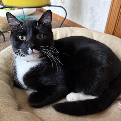 Enlarge Finch, a Adoptable mixed breed in Elk Grove Village, IL image 1/3