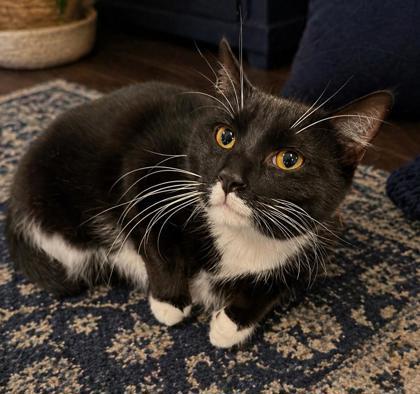Finch, a Adoptable mixed breed in Elk Grove Village, IL image 1/3