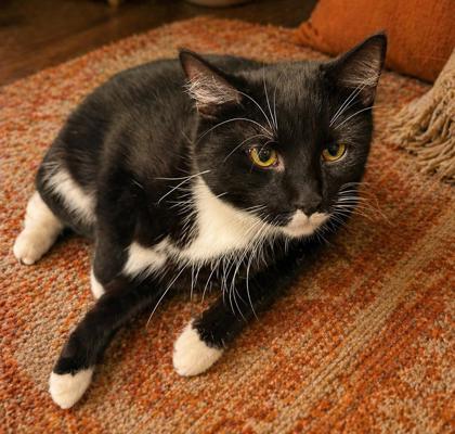 Enlarge Finch, a Adoptable mixed breed in Elk Grove Village, IL image 2/3