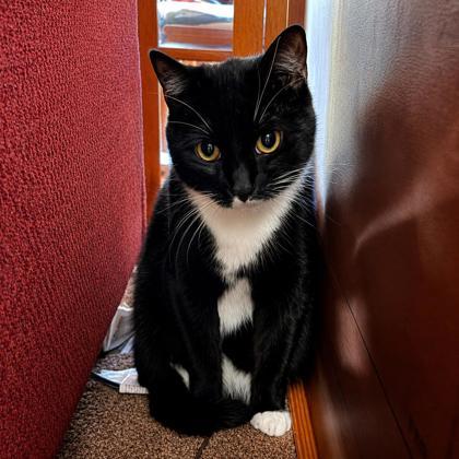 Finch, a Adoptable mixed breed in Elk Grove Village, IL image 2/3