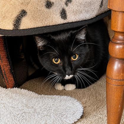 Finch, a Adoptable mixed breed in Elk Grove Village, IL image 3/3