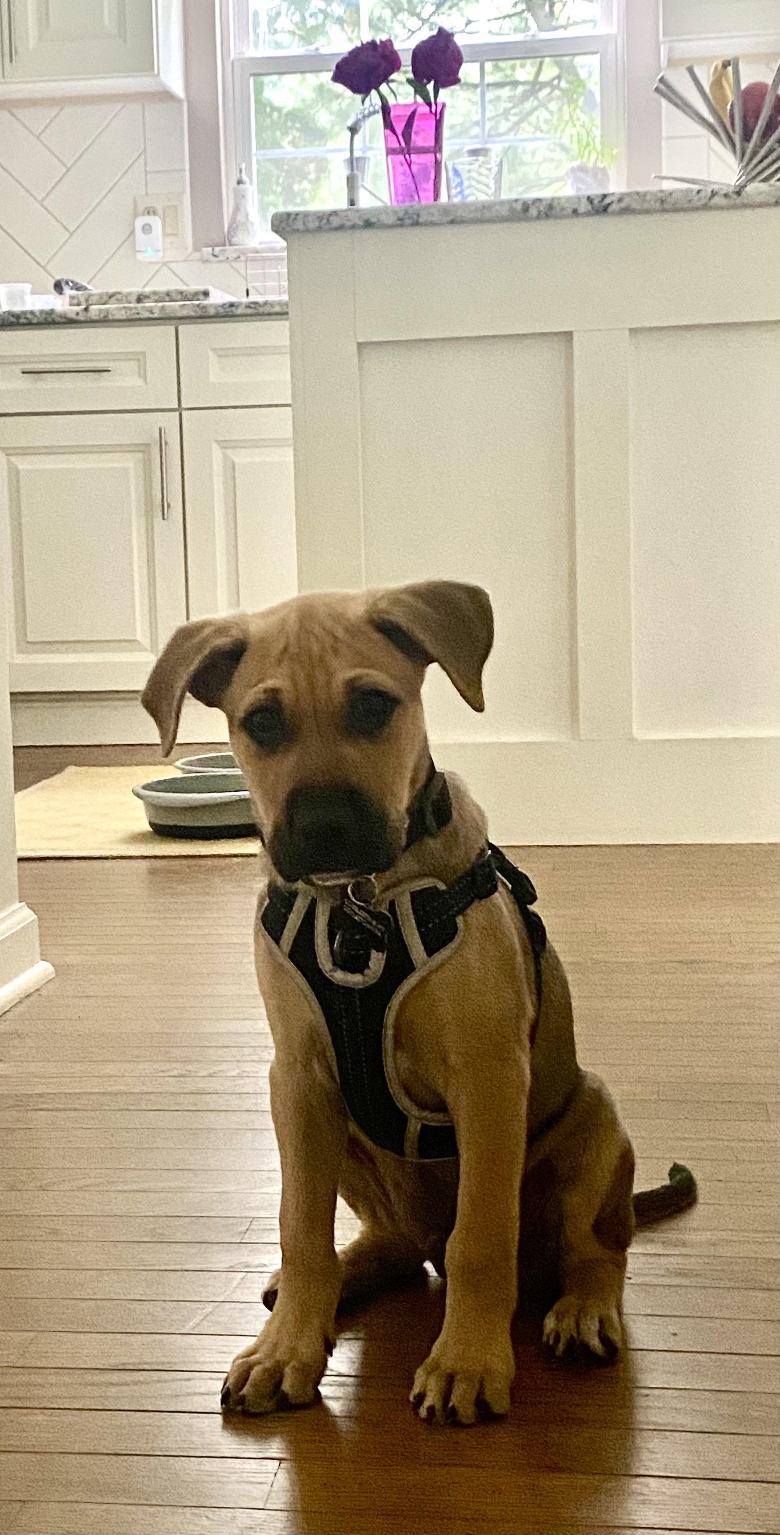 Peter, a Adoptable mixed breed in Doylestown, PA image 3/3