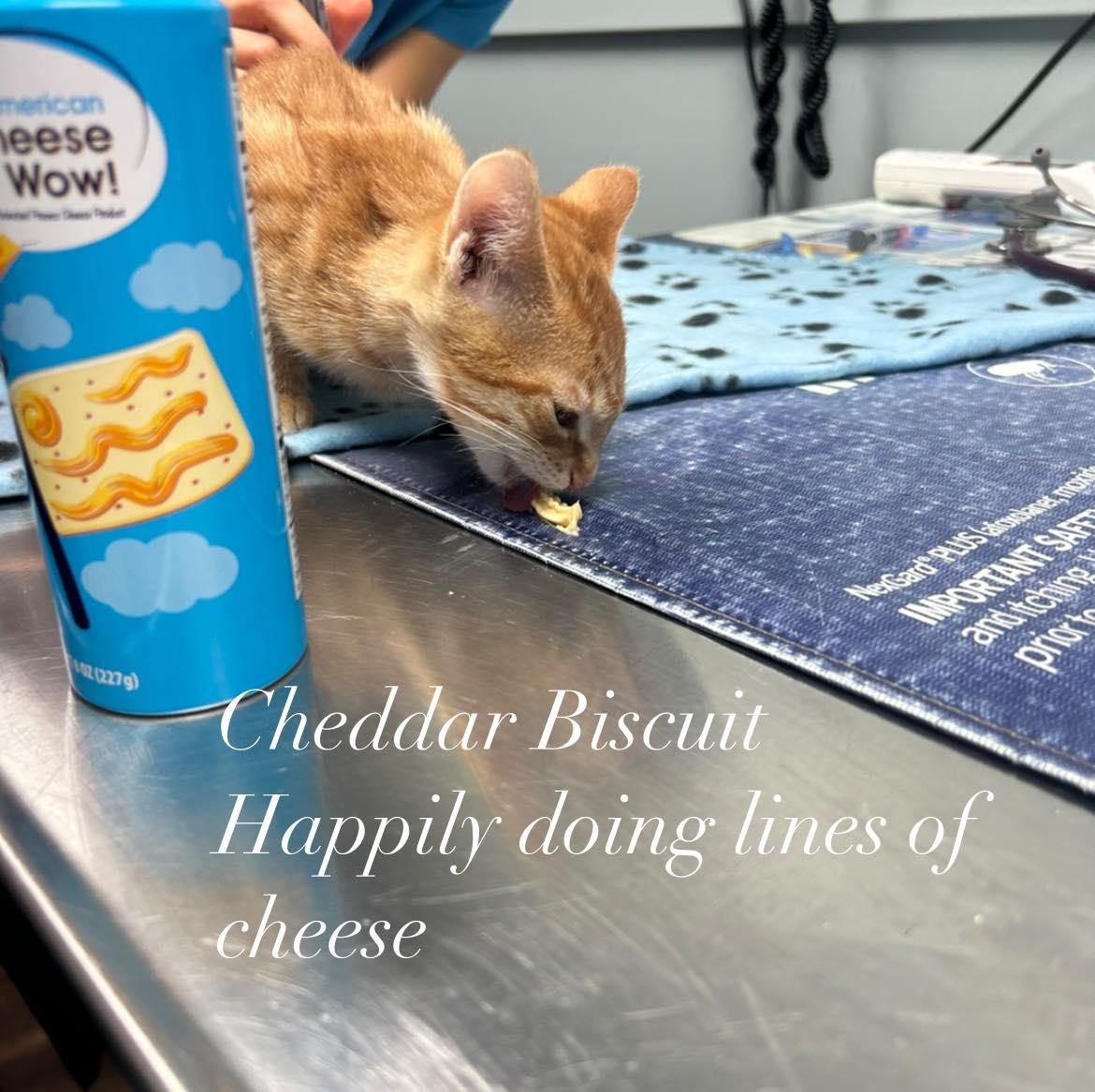 Cheddar Biscuit, Adopted, Young Female American Shorthair.