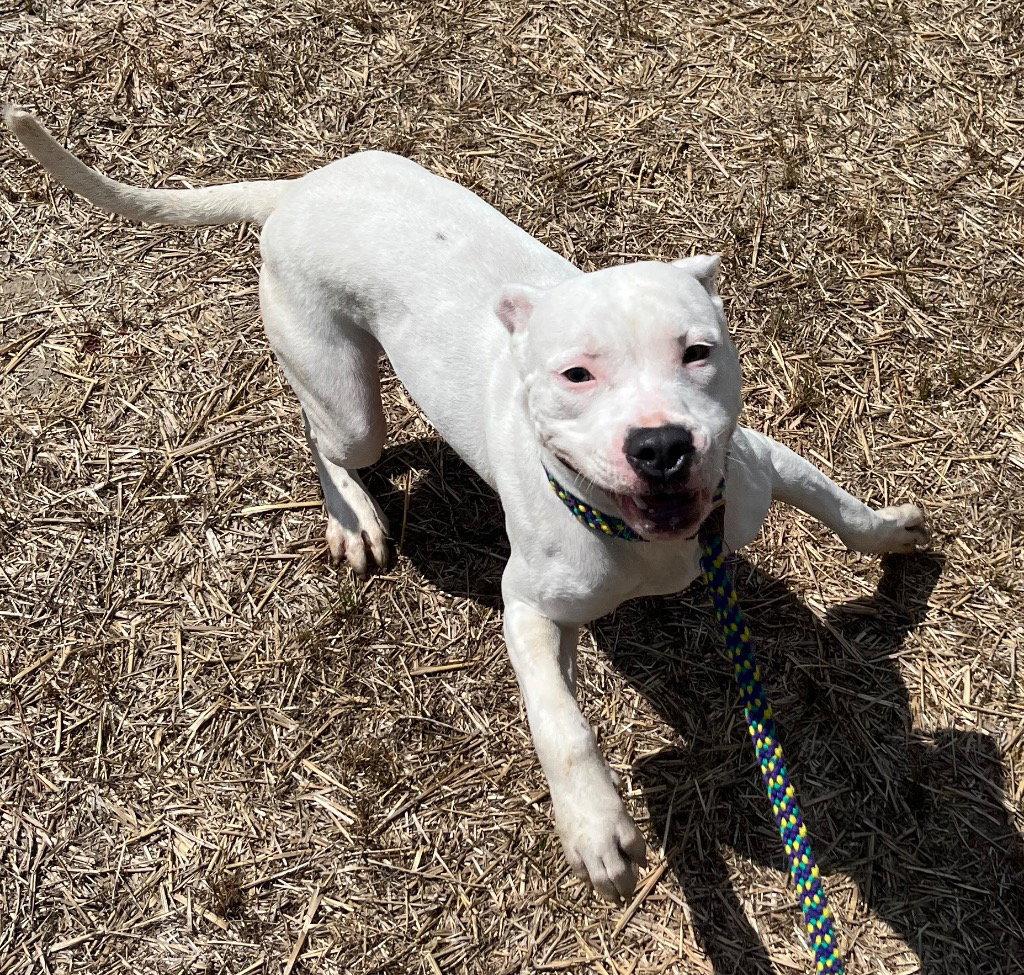 Enlarge 26-265 Dubby, a Adoptable Pit Bull Terrier in Tarboro, NC image 1/3
