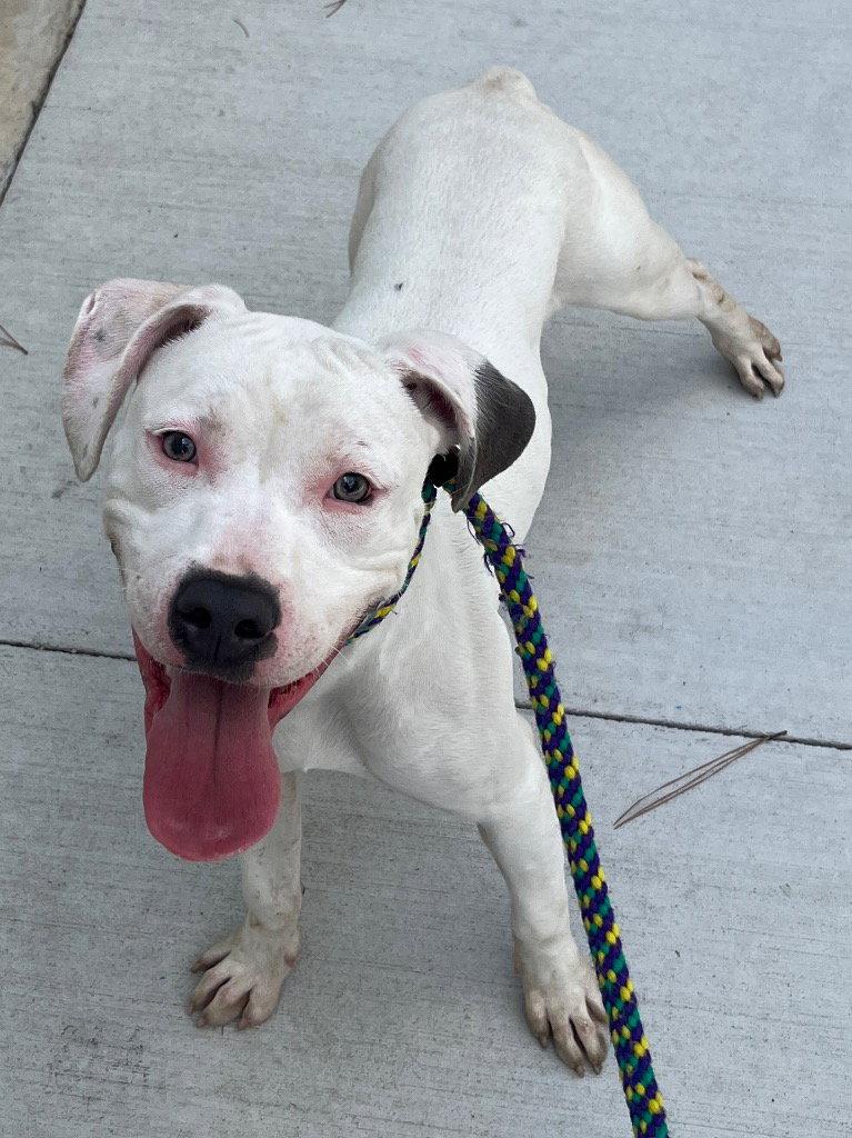 Enlarge 26-265 Dubby, a Adoptable Pit Bull Terrier in Tarboro, NC image 2/3