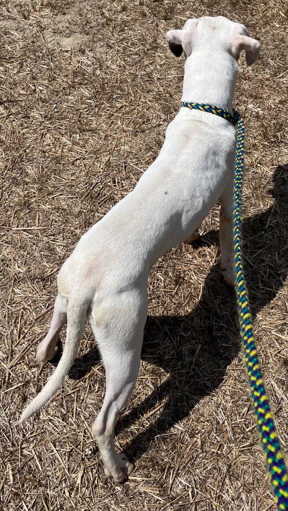 Enlarge 26-265 Dubby, a Adoptable Pit Bull Terrier in Tarboro, NC image 3/3