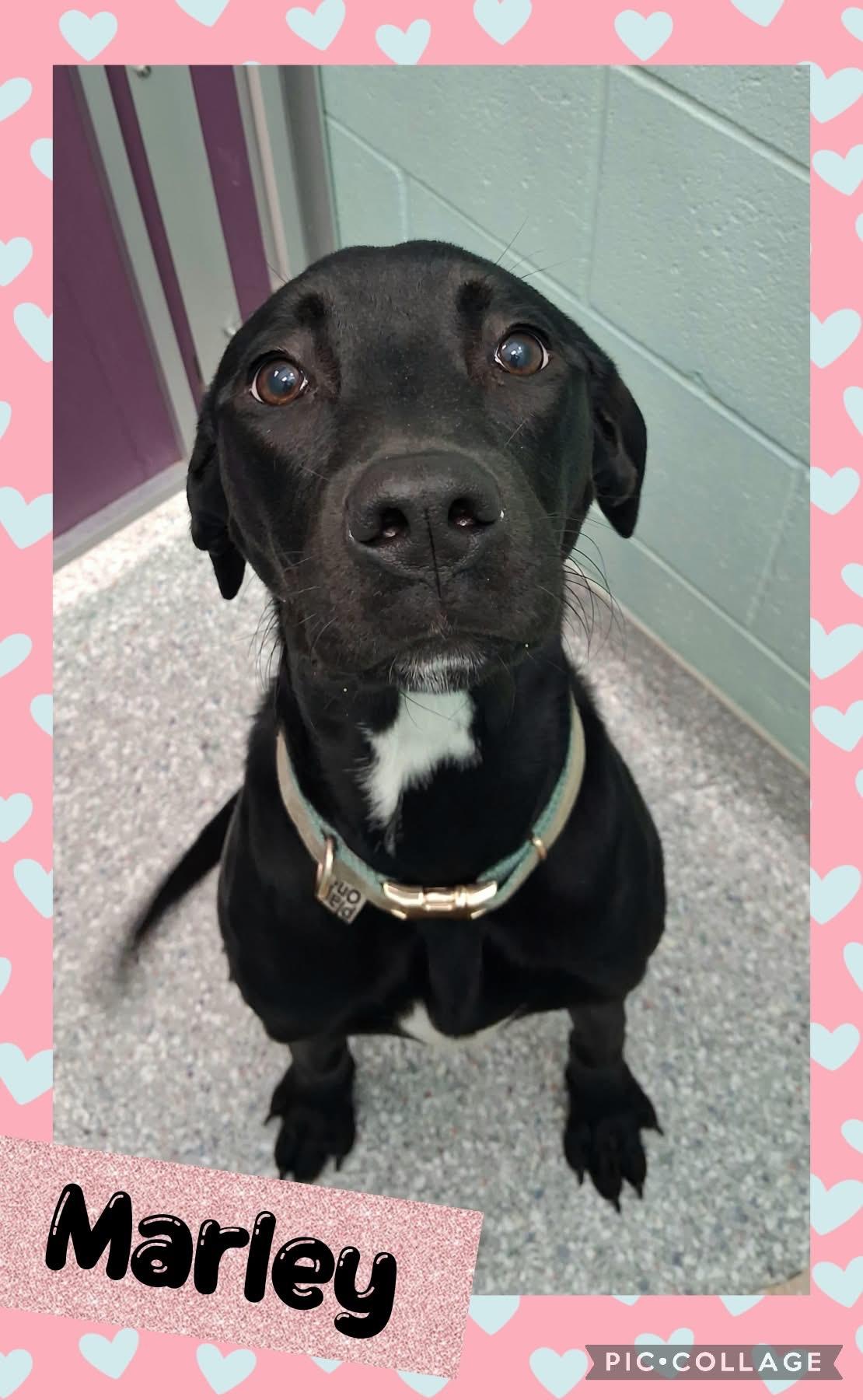 Enlarge Marley, a Adoptable mixed breed in Iron River, MI image 1/1