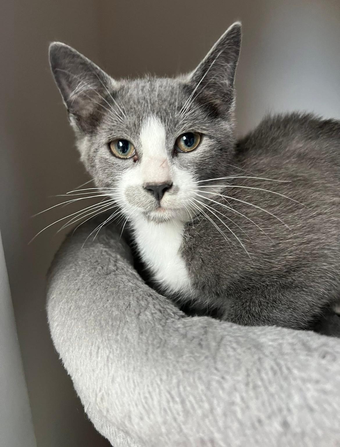 Earl (bonded to Figgy), Adopted, Kitten Male Domestic Short Hair.