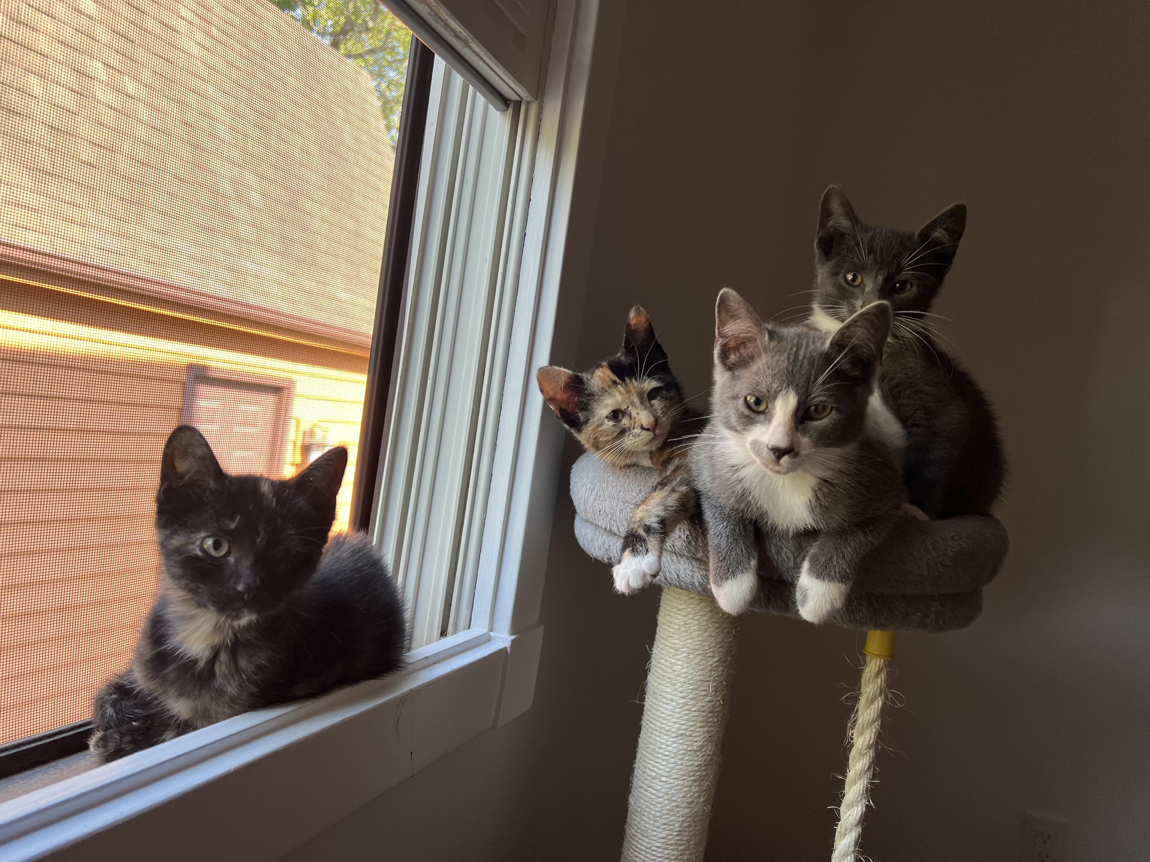 Enlarge Earl (bonded to Figgy), a Adopted Domestic Short Hair in Asheville, NC image 2/4