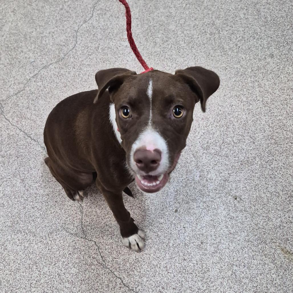 Jasper, Adoptable, Puppy Female Chocolate Labrador Retriever & Mixed Breed.