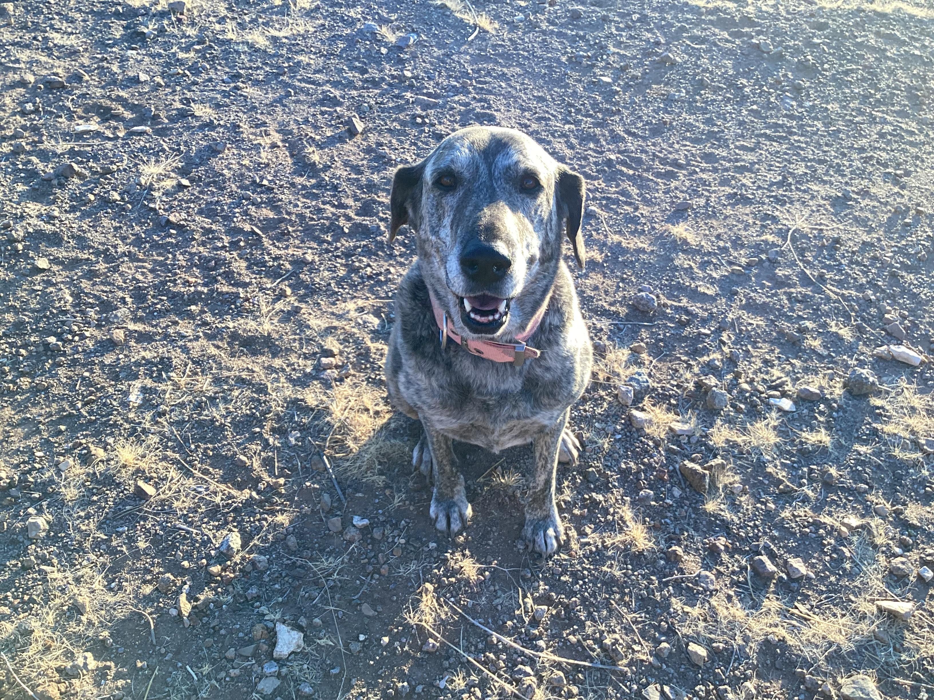 Georgia, a Adoptable mixed breed in Deming, NM image 1/2