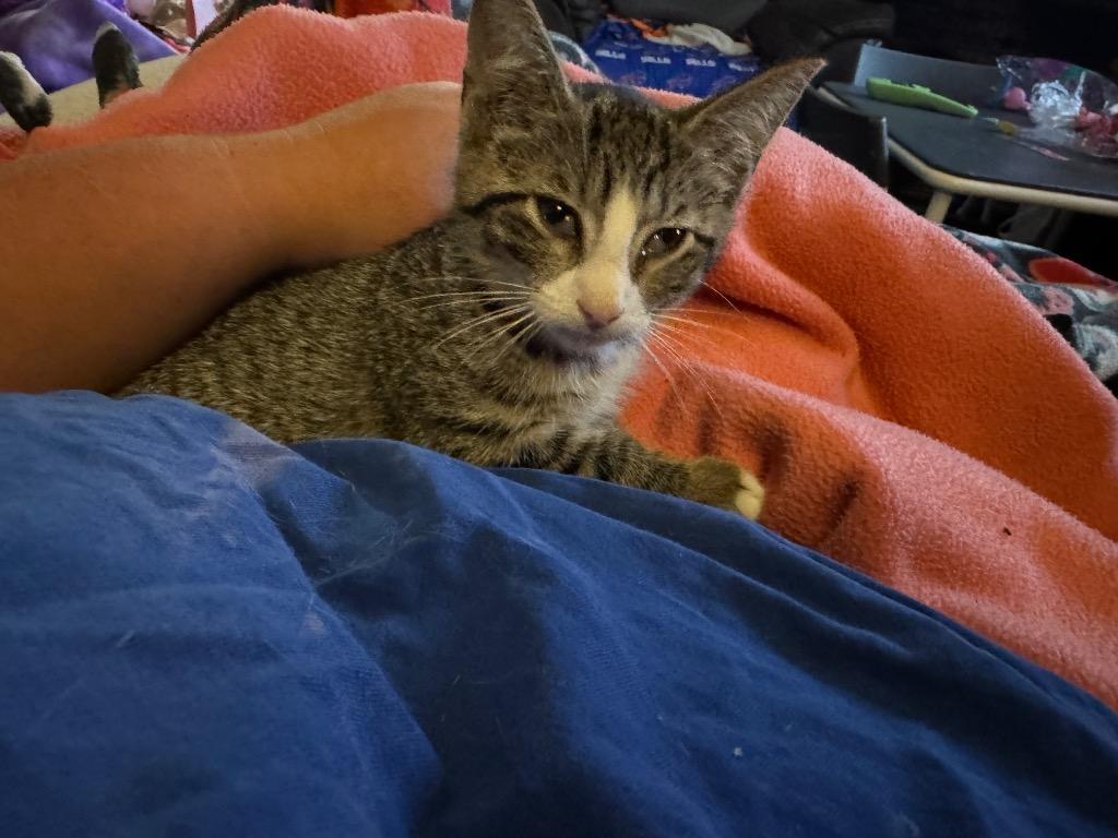 Miss Garbanzo, Adoptable, Kitten Female American Shorthair.