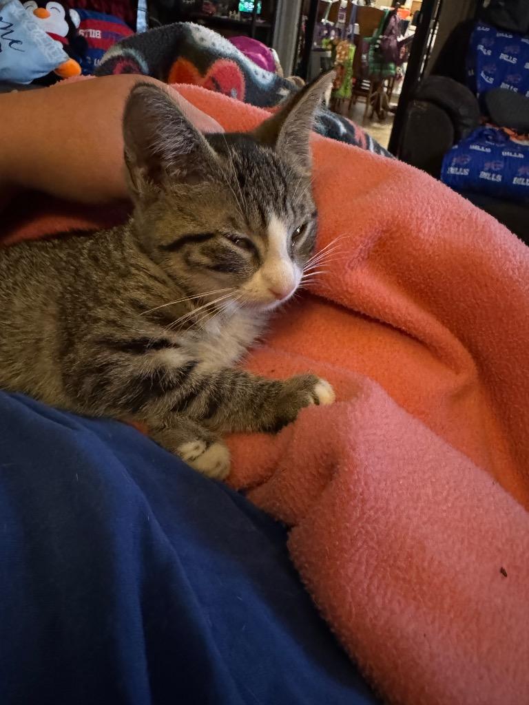 Enlarge Miss Garbanzo, a Adoptable American Shorthair in Hagaman, NY image 2/3